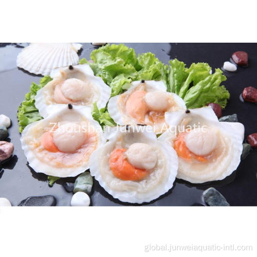 Frozen Half Shell Scallop frozen half shell scallop Manufactory